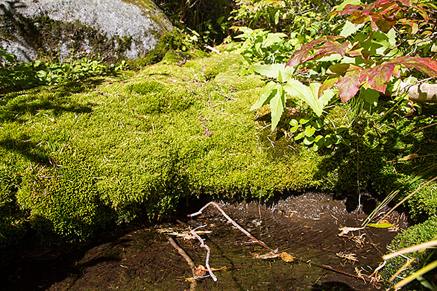 Grizzly Patrol Hikes to Hidden Lake 15 Idaho Moss