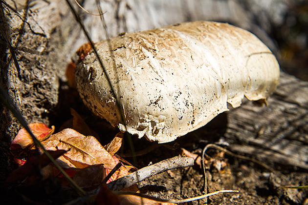 Grizzly Patrol Hikes to Hidden Lake 17 Idaho Mushroom