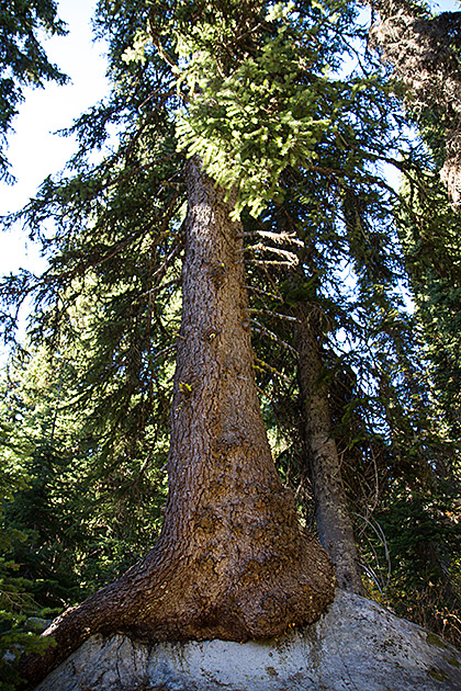 Grizzly Patrol Hikes to Hidden Lake 21 Lazy Tree