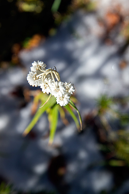 Grizzly Patrol Hikes to Hidden Lake 4 Snow Flower