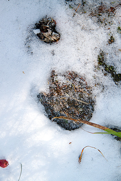 Grizzly Patrol Hikes to Hidden Lake 5 Snow Tracks Idaho
