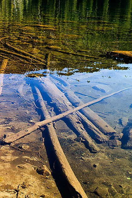 Grizzly Patrol Hikes to Hidden Lake 11 Sunken Tree
