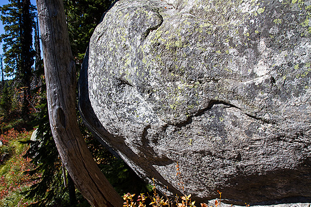 Grizzly Patrol Hikes to Hidden Lake 18 Tree Bending Stone