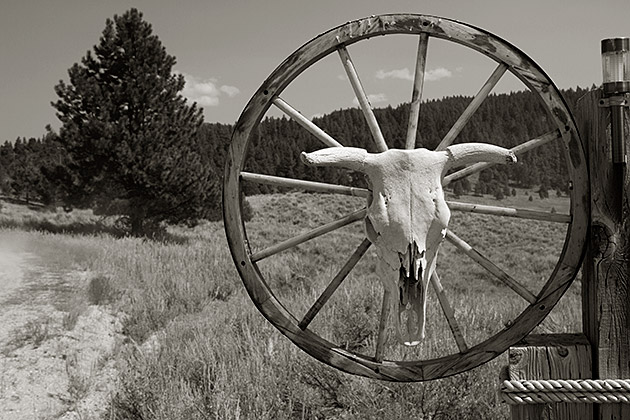 A Concise History of Idaho 1 Vintage cow skull with wheel photo
