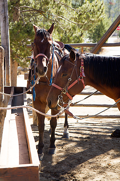 Idaho Horses