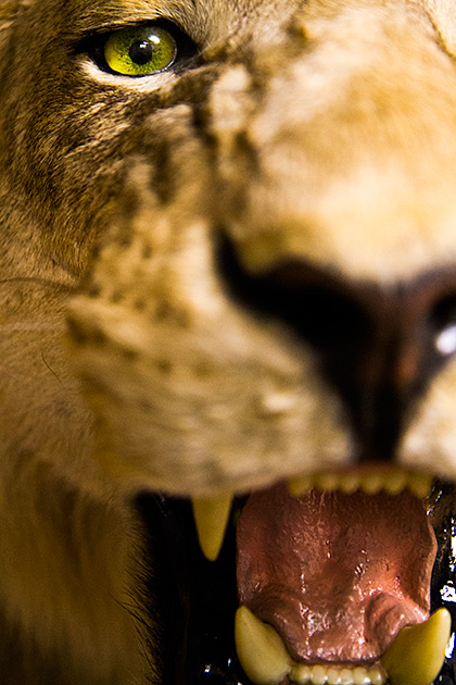 The Jack O'Connor Hunting Heritage Center 12 Angry Lion