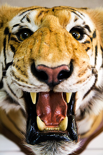 The Jack O'Connor Hunting Heritage Center 11 Face Of A Tiger