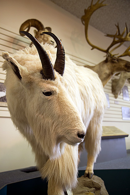The Jack O'Connor Hunting Heritage Center 7 Goatse