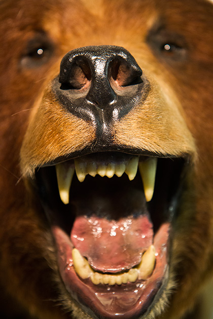 The Jack O'Connor Hunting Heritage Center 8 LOL Bear