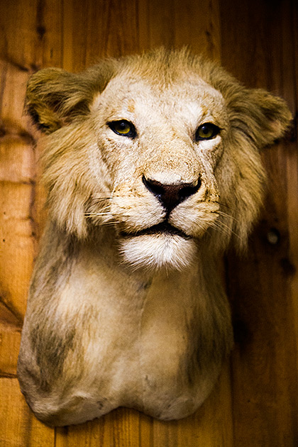 The Jack O'Connor Hunting Heritage Center 1 Lionesse
