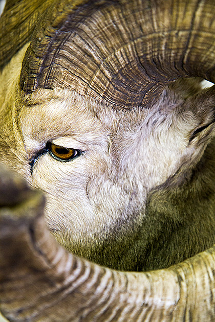 The Jack O'Connor Hunting Heritage Center 6 RAM