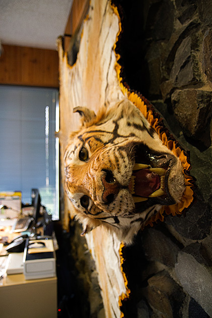 The Jack O'Connor Hunting Heritage Center 4 Wall Tiger