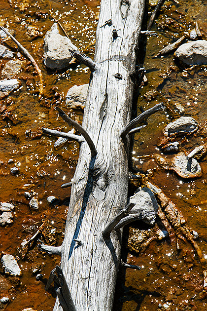Dead Hot Spring Tree