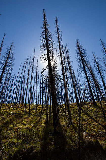 Wildfire After Math