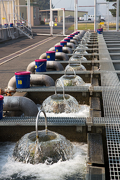 Fish Fountain