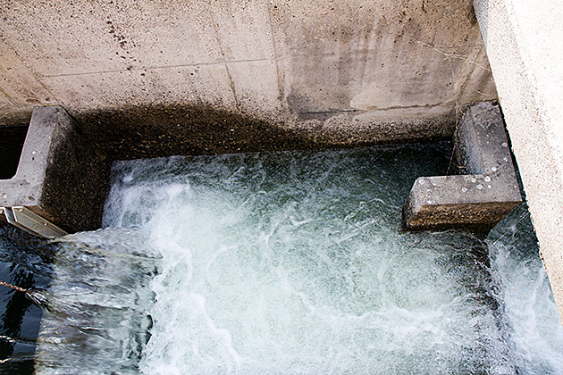 Fish Tunnel