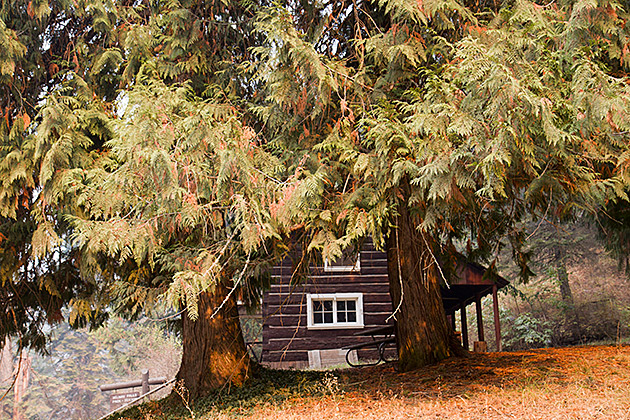 Cabin IN The Woods