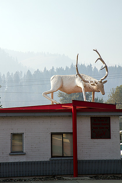 Fake Deer