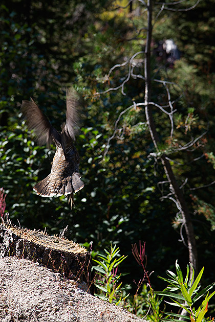 Bird Take Off