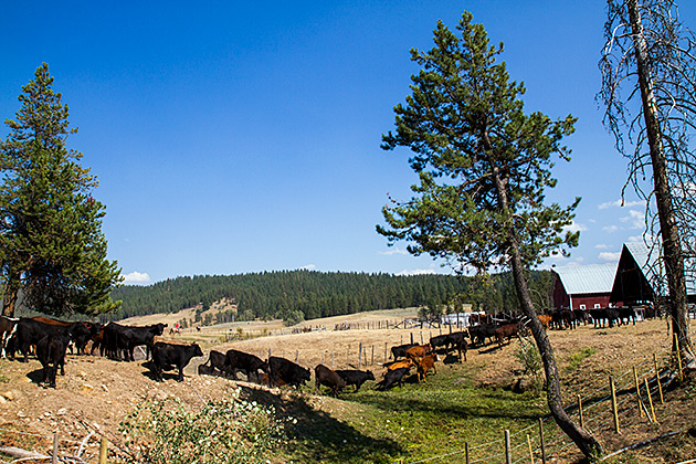 Cattle Farm
