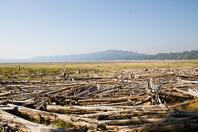 Dead Tree Of Idaho
