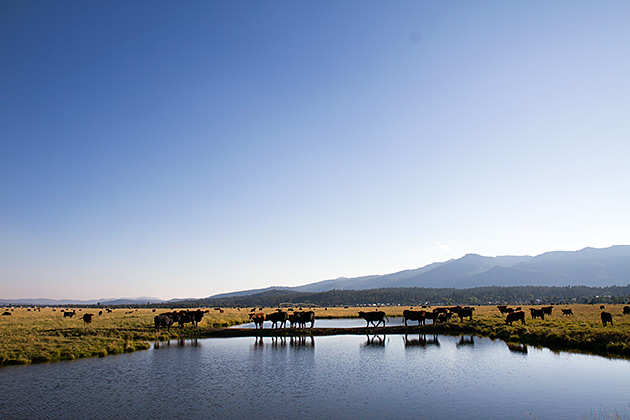 Idaho Cows