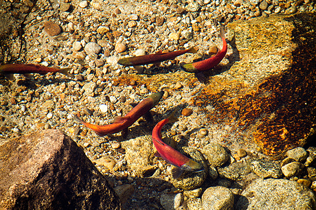 red-bodied, green-headed Sockeye salmon in idaho