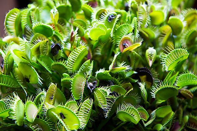 Venus Fly Trap