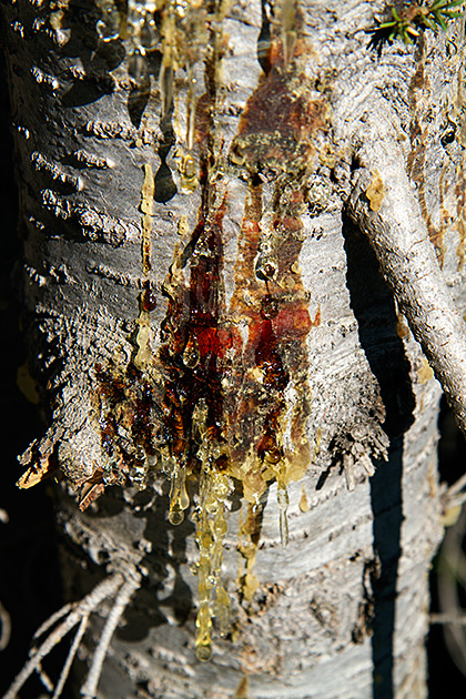 bleeding tree