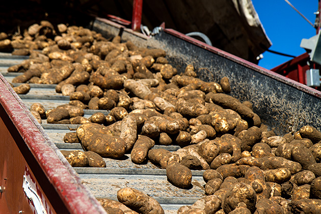 Potato Farm Idaho