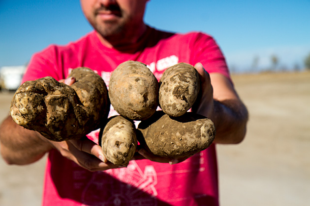 Potatoes Idaho