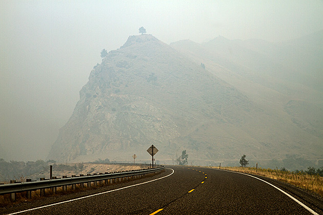 Tree Hill fog