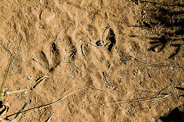 Animal Track