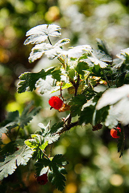 Hairy Berry