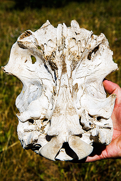 Idaho Beast