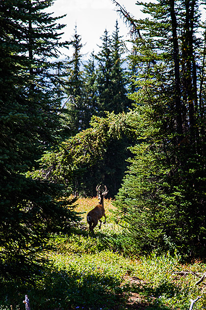 Idaho Deer