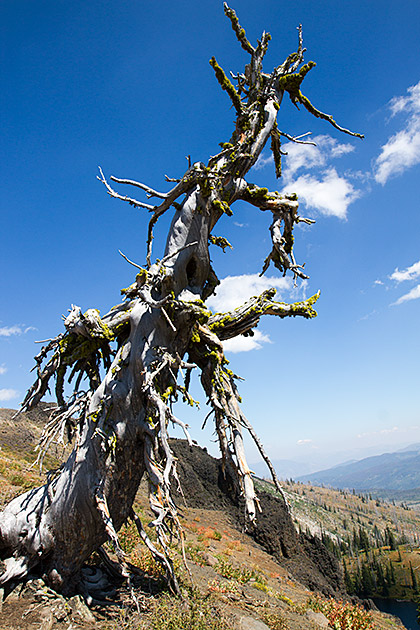 Idaho Tree