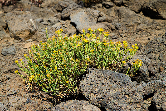 Lava Flowers