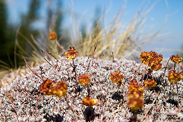 Lava Flowr