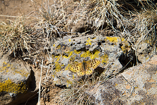 Lave Butterfly