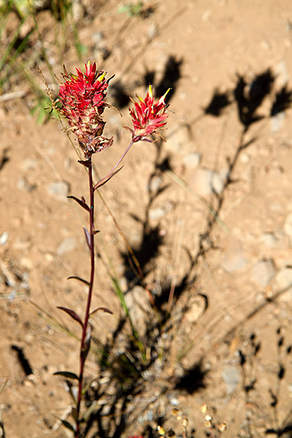 Lonely Red