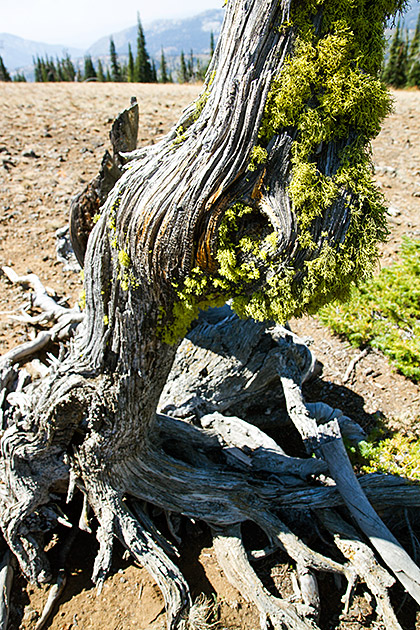 Rotten Tree