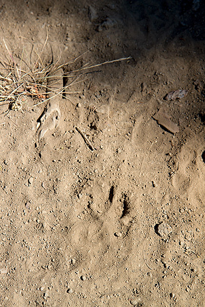 Wildlife Foot Print