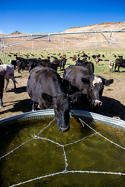 Spider Cow
