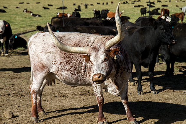 Texas Longhorn