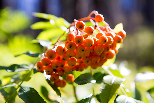 Idaho Berries
