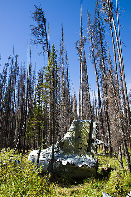 Idaho Forest Adventure