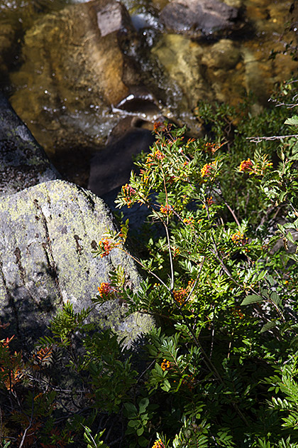 Wildflowers Idaho