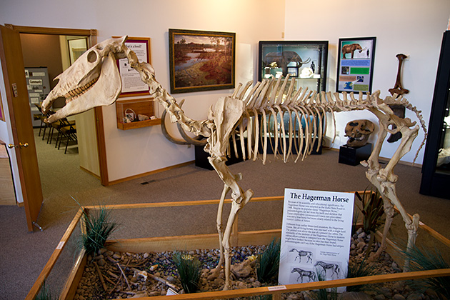 Hagerman Horse