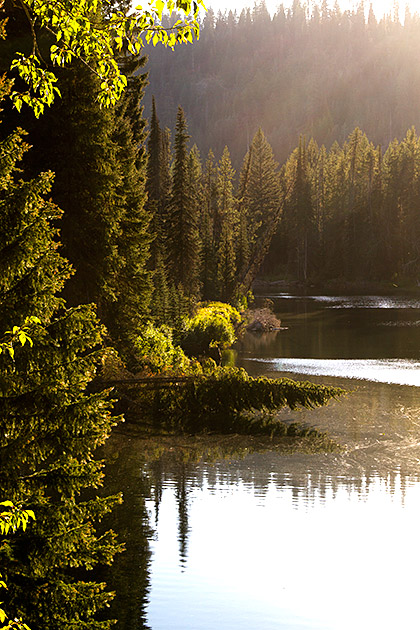 McCall - Idaho's Four Season Getaway 2 Mccall lake shore with fallen tree.